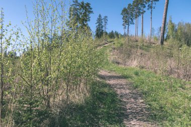 yapraklar ve ağaçlar çevresinde - vintage bir retro görünüm ile perspektif içinde basit kırsal orman yolu