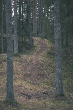 temiz çam ağacı orman çamur ve yeşil yaprakları ile toprak yol. koyu renkler - retro vintage bak