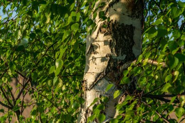 güzel huş ağacı ağaç gövdeleri, dalları ve yaprakları doğal ortamda. karışık mevsim yaz sonbahar bahar resimleri