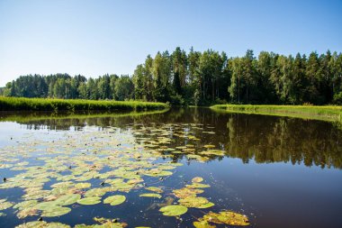 yaz günü suda kumtaşı kayalıklarla ve kuru ağaç ormanları içine Nehri sakin. karanlık su nehir Brasla, Letonya