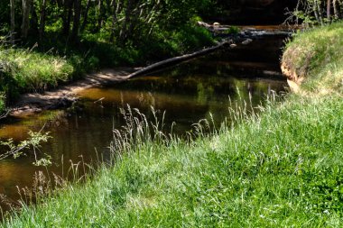 temiz su ve su çimen, bents ve yeşil yeşillik forest yakınındaki göl kenarında sakin yaz günü göster