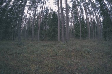 karanlık yapraklar sonbaharda orman katta. çam ağacı orman ağaçları - vintage bir retro görünüm moss ile