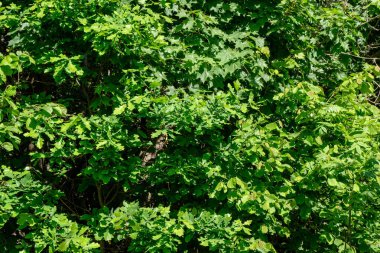 sert gölgeler ve orman parlak gün ışığında yaz yeşil yeşillik