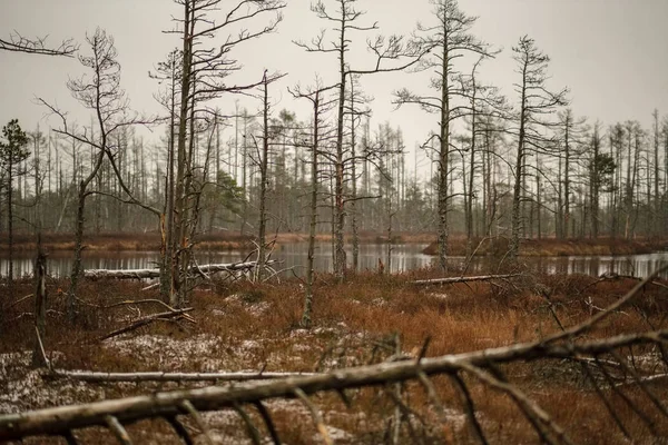 Swamp Landschapsmening Met Droge Verre Bomen Eerste Sneeuw Groen Gras — Stockfoto