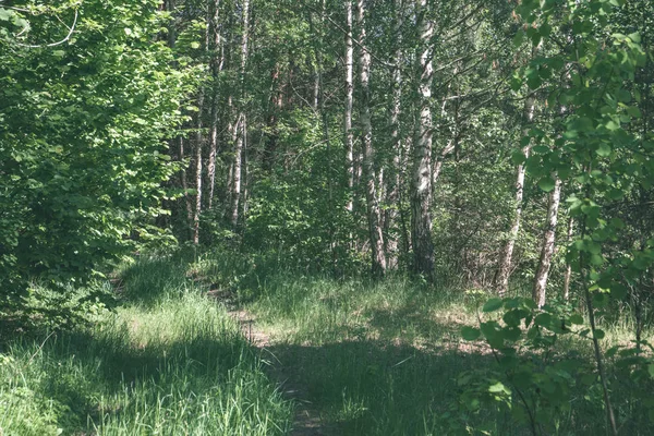 绿色的叶子在夏天与苛刻的阴影和明亮的阳光在森林里 — 图库照片