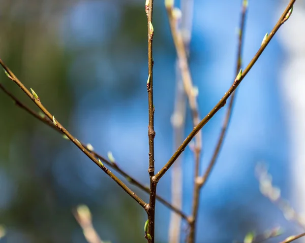 Ramas Árboles Desnudos Finales Otoño Sin Hojas Fondo Borroso —  Fotos de Stock