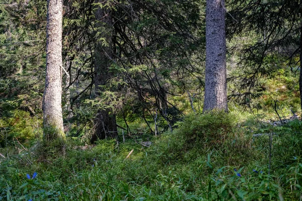 Καταπράσινα Δάση Ερυθρελάτη Και Πεύκο Δέντρο Κάτω Από Κλαδιά Χαμηλό — Φωτογραφία Αρχείου