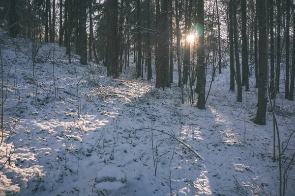 Malerischer Blick Auf Den Verschneiten Wald — Stockfoto