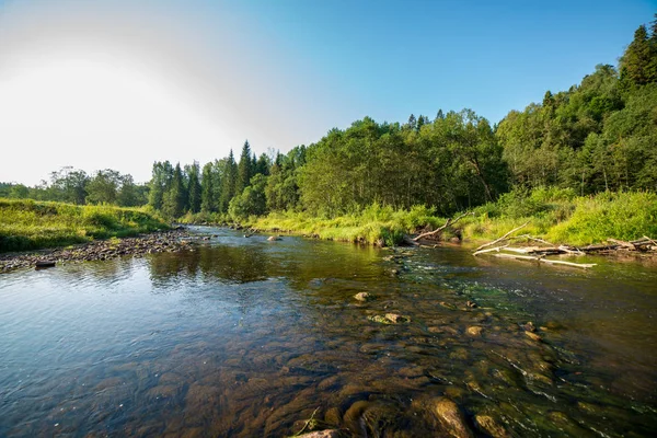 Водный Поток Реки Амата Латвии Песчаными Скалами Зеленая Листва Летом — стоковое фото