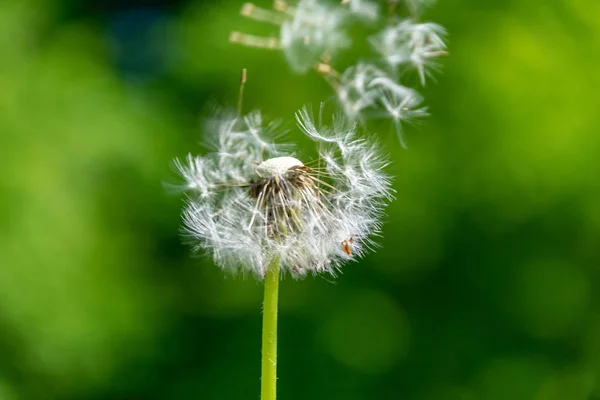 Pelusa Diente León Prado Verde Verano Con Mucha Luz Solar —  Fotos de Stock