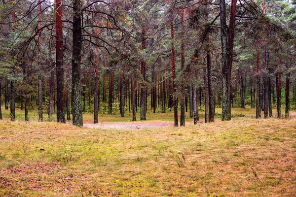 春木なしで濡れた空森の葉します 裸の自然シーン — ストック写真