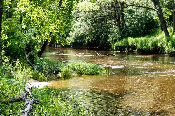 Naturlig Vattenförekomst Dammen Med Reflektioner Träd Och Moln Lugn Vattenyta — Stockfoto