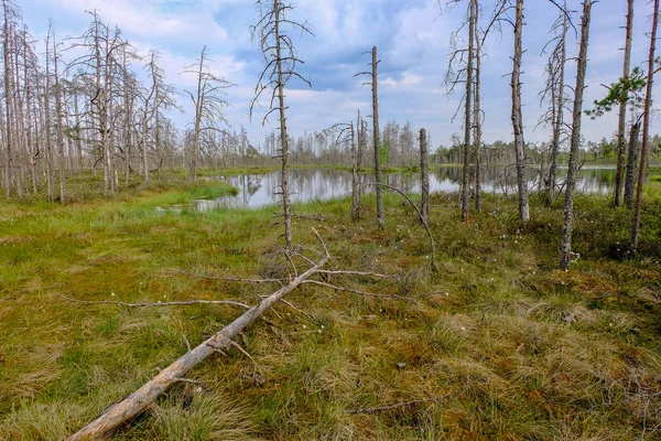 Vista Del Paisaje Zona Del Pantano Con Pinos Solitarios Campos — Foto de Stock