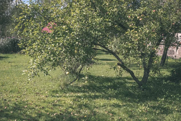 Manzanas Frescas Colgando Árbol Escena Jardín Con Gotas Rocío — Foto de Stock