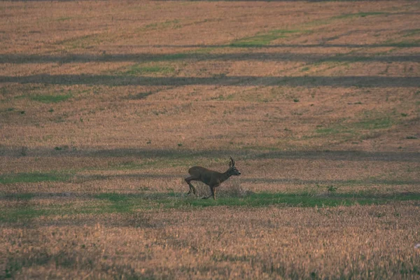 鹿跑在耕地在日落时 复古复古的外观 — 图库照片