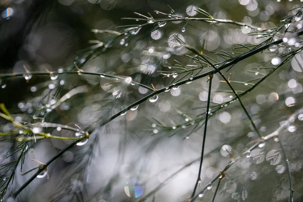 Réflexions Abstraites Gouttes Pluie Dans Les Branches Humides Des Buissons — Photo