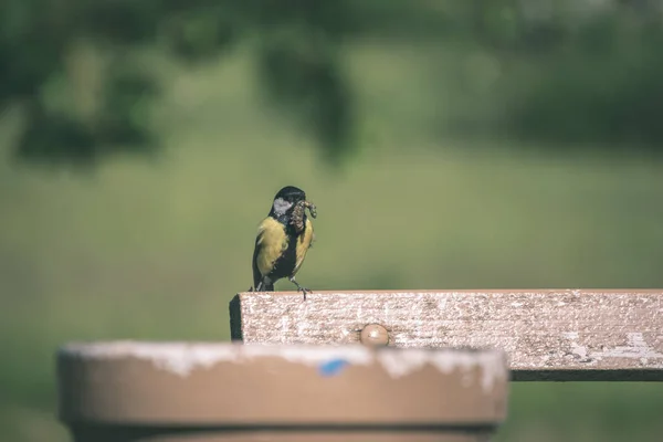 Kleiner Kohlmeisenvogel Mit Wurm Schnabel Auf Dem Draht Sommerlicher Landschaft — Stockfoto