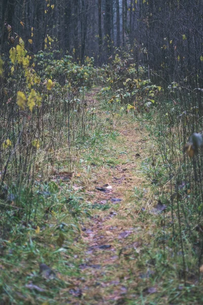 简单的乡村森林道路在透视与树叶和树木周围 复古的外观 — 图库照片
