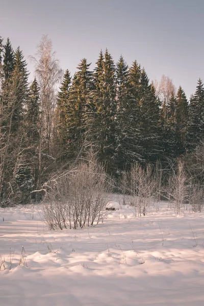 Vilda Skogen Vintern Med Hög Snö Sent Kvällen Före Solnedgången — Stockfoto