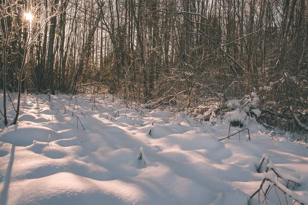 Vilda Skogen Vintern Med Hög Snö Sent Kvällen Före Solnedgången — Stockfoto