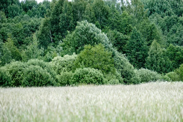 Prairie Ensoleillée Avec Différentes Fleurs Journée Été Avec Temps Clair — Photo