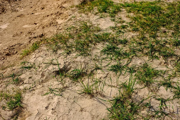 Textur Des Trockenen Bodens Mit Einigen Grünen Pflanzen Gewässernähe — Stockfoto