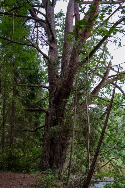 Bos Details Met Boomstammen Groen Gebladerte Zomer — Stockfoto