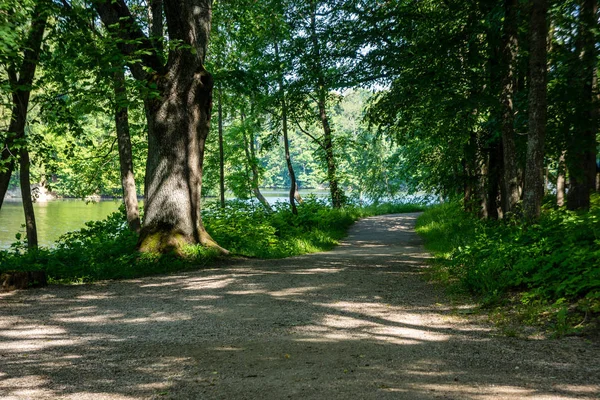 Simple Camino Forestal Rural Perspectiva Con Follaje Árboles Alrededor —  Fotos de Stock