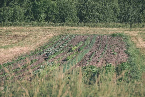 Champs Agricoles Fraîchement Cultivés Prêts Pour Culture Des Aliments Look — Photo