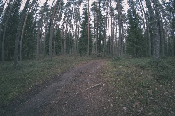 Camino Tierra Bosque Limpio Pinos Con Barro Follaje Verde Alrededor — Foto de Stock