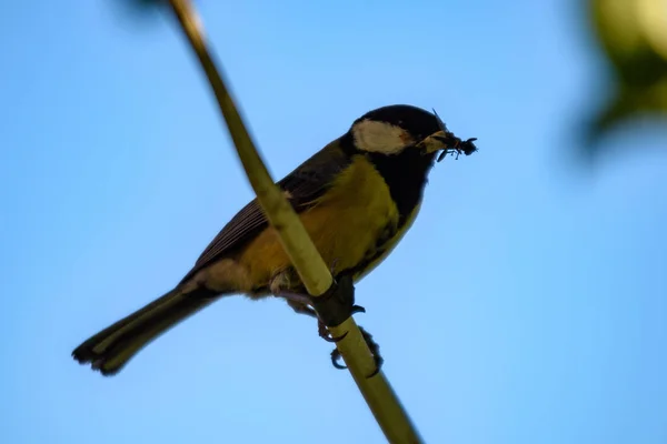 Pajarito Tomtit Con Gusano Pico Verano —  Fotos de Stock