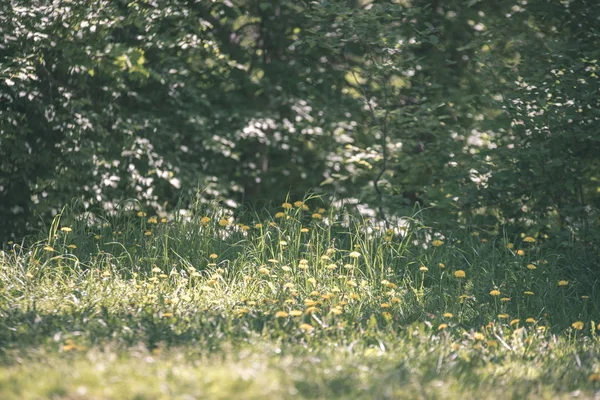 Grünes Laub Sommer Mit Harten Schatten Und Hellem Sonnenlicht Wald — Stockfoto