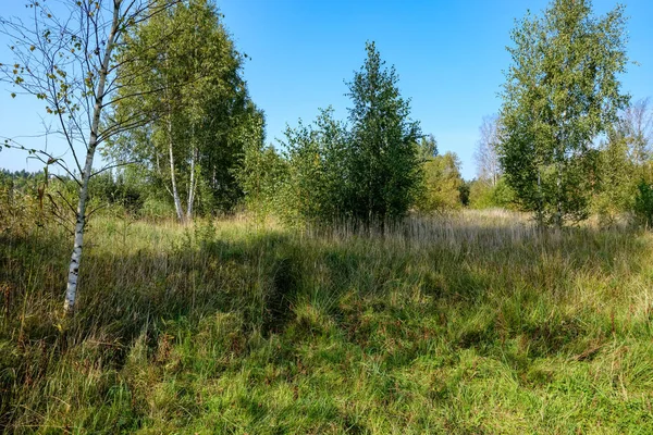 青い空の下では緑の木々 と森林草原 — ストック写真