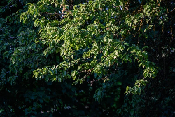 Frische Grüne Laubblätter Morgenlicht Vor Verschwommenem Hintergrund Und Blauem Himmel — Stockfoto