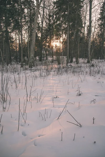 Vilda Snötäckta Skogen Skymningen — Stockfoto