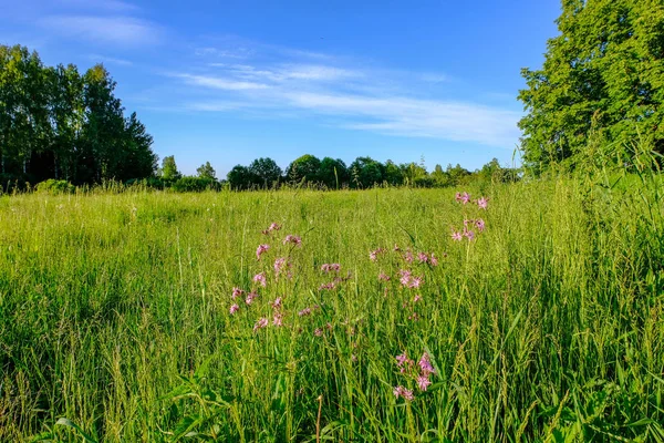 Bellissimo Prato Verde Con Fiori Estivi Vicino Foresta Nella Calda — Foto Stock