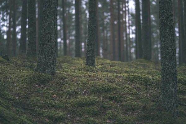 Donkere Herfst Foorest Met Sparren Dennen Boom Groen Gebladerte Late — Stockfoto