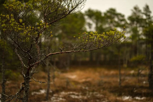 Вид Болотний Пейзаж Сухими Далекими Деревами Перший Сніг Зеленій Траві — стокове фото