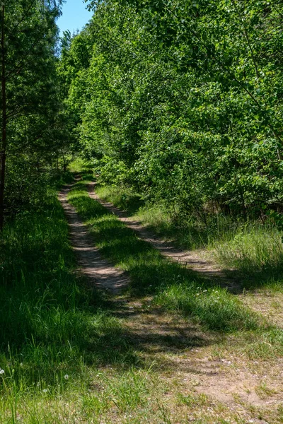 Gröna Blad Sommaren Med Hårda Skuggor Och Ljusa Solljus Skogen — Stockfoto