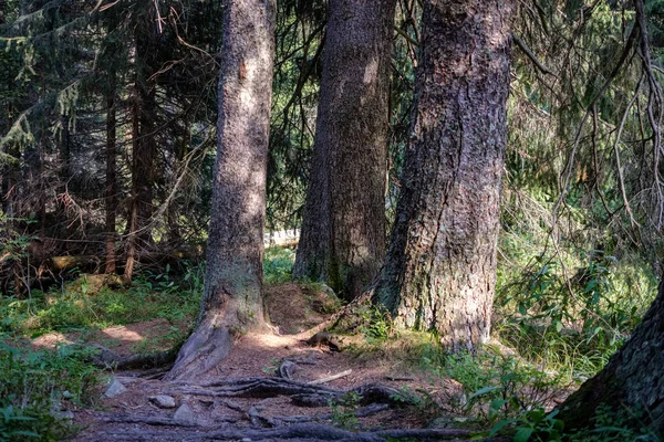 Forêt Sempervirente Avec Épinette Pin Sous Les Branches Détails Faible — Photo