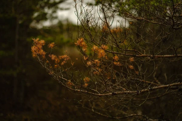 Pine Boomstammen Takken Met Groene Naalden Moerasgebied Felle Kleuren Onscherpte — Stockfoto