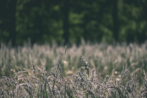 Крупним Планом Трава Літньому Полі — стокове фото