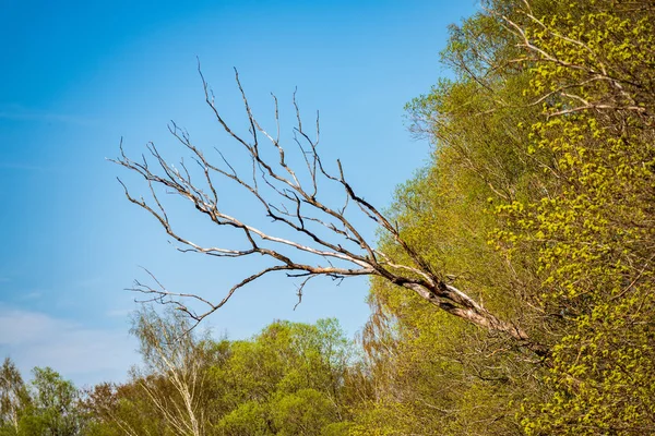 Rami Albero Nudi Nel Tardo Autunno Senza Foglie Sfondo Blu — Foto Stock