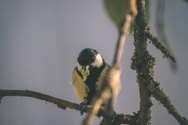 Pequeño Pájaro Tomtit Con Gusano Pico Verano Look Retro Vintage —  Fotos de Stock