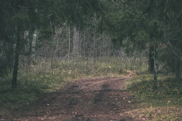 Feldweg Sauberen Kiefernwald Mit Schlamm Und Grünem Laub Herum Dunkle — Stockfoto