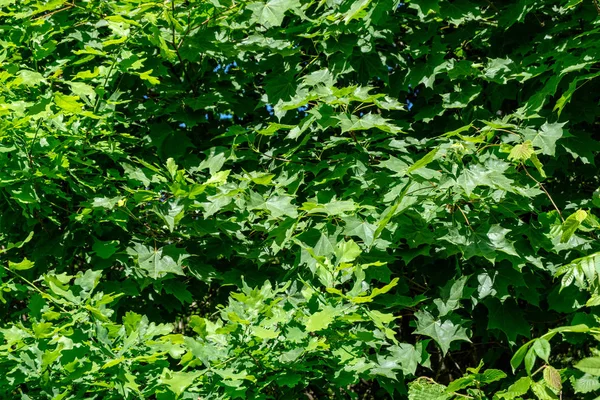 Folhagem Verde Verão Com Sombras Duras Luz Solar Brilhante Floresta — Fotografia de Stock