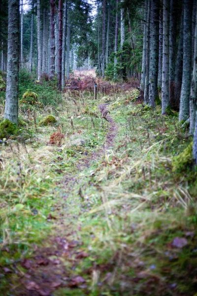 Forêt Automne Après Pluie Avec Feuillage Humide Faible Profondeur Champ — Photo
