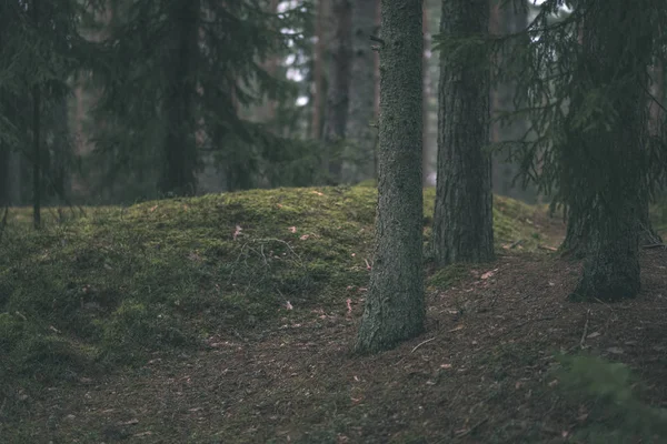 Темный Осенний Лес Елой Сосной Зеленой Листвой — стоковое фото