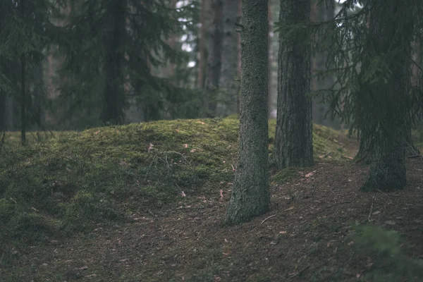 Bosque Oscuro Otoño Con Abeto Pino Follaje Verde —  Fotos de Stock