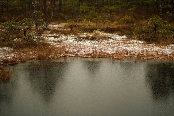 Vista Paesaggio Paludoso Con Pini Secchi Riflessi Acqua Prima Neve — Foto Stock